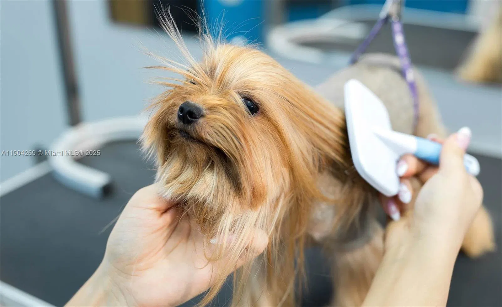 Thriving Pet Grooming Salon with Strong Growth Potential