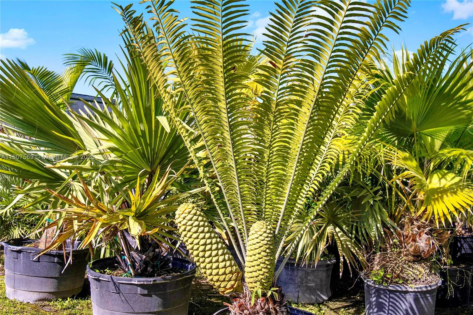 Leading Nursery with Diverse Exotic Plant Inventory