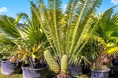 Leading Nursery with Diverse Exotic Plant Inventory