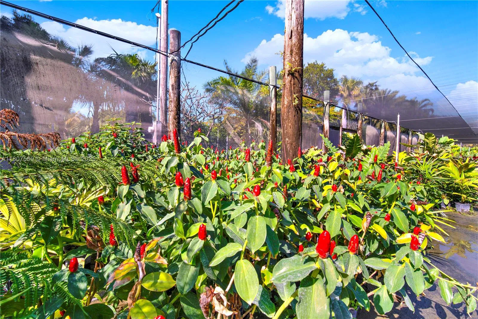 Leading Nursery with Diverse Exotic Plant Inventory