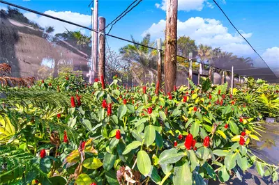 Leading Nursery with Diverse Exotic Plant Inventory