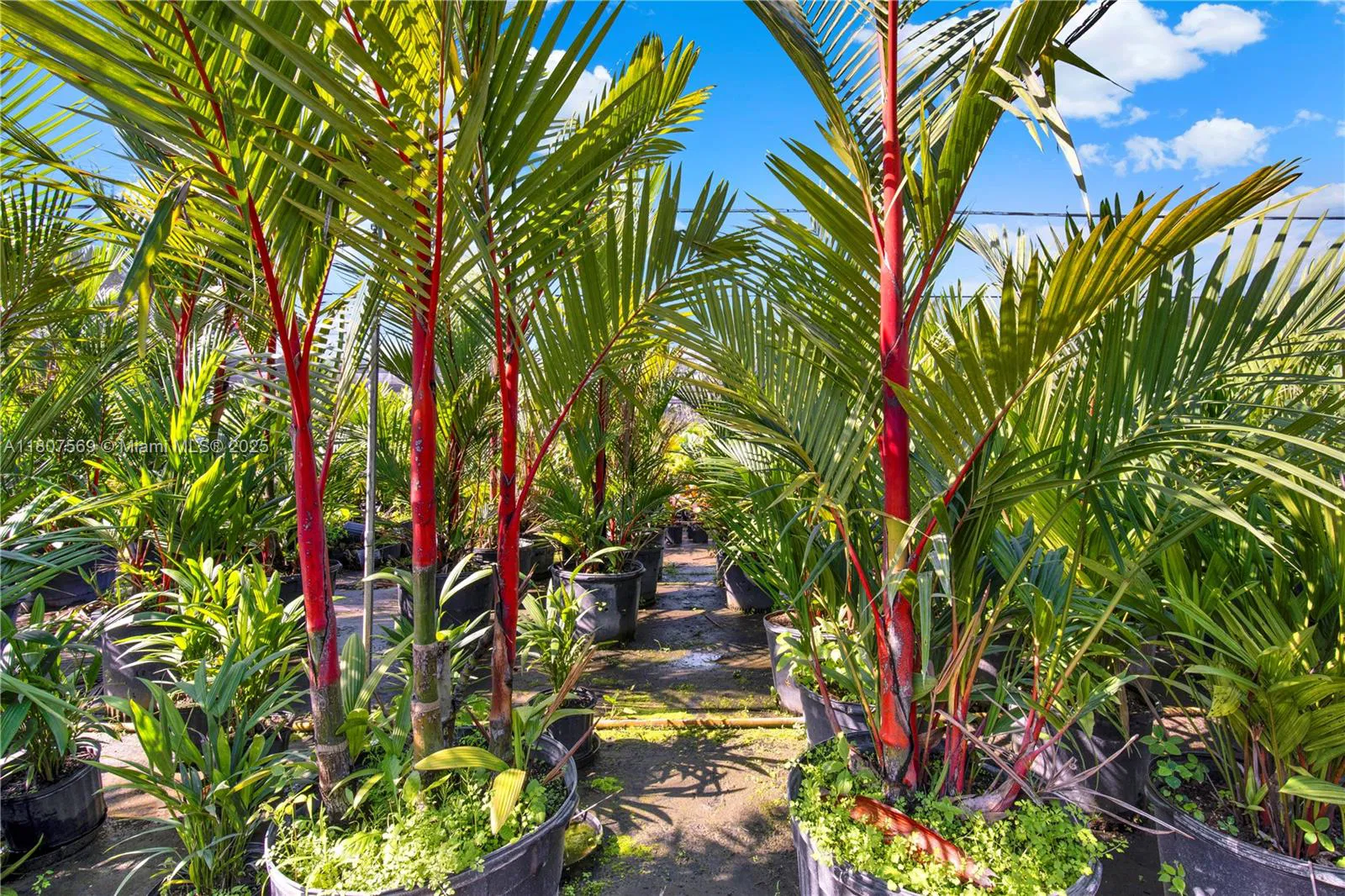 Leading Nursery with Diverse Exotic Plant Inventory