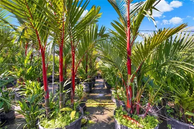 Leading Nursery with Diverse Exotic Plant Inventory