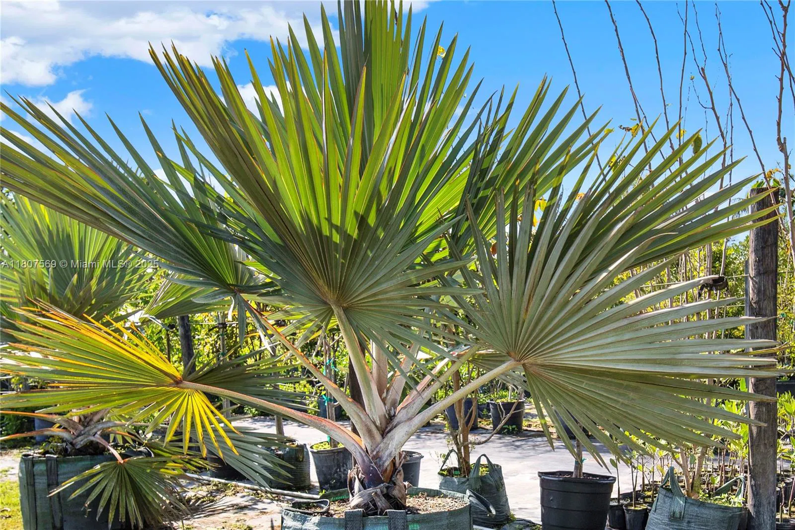 Leading Nursery with Diverse Exotic Plant Inventory