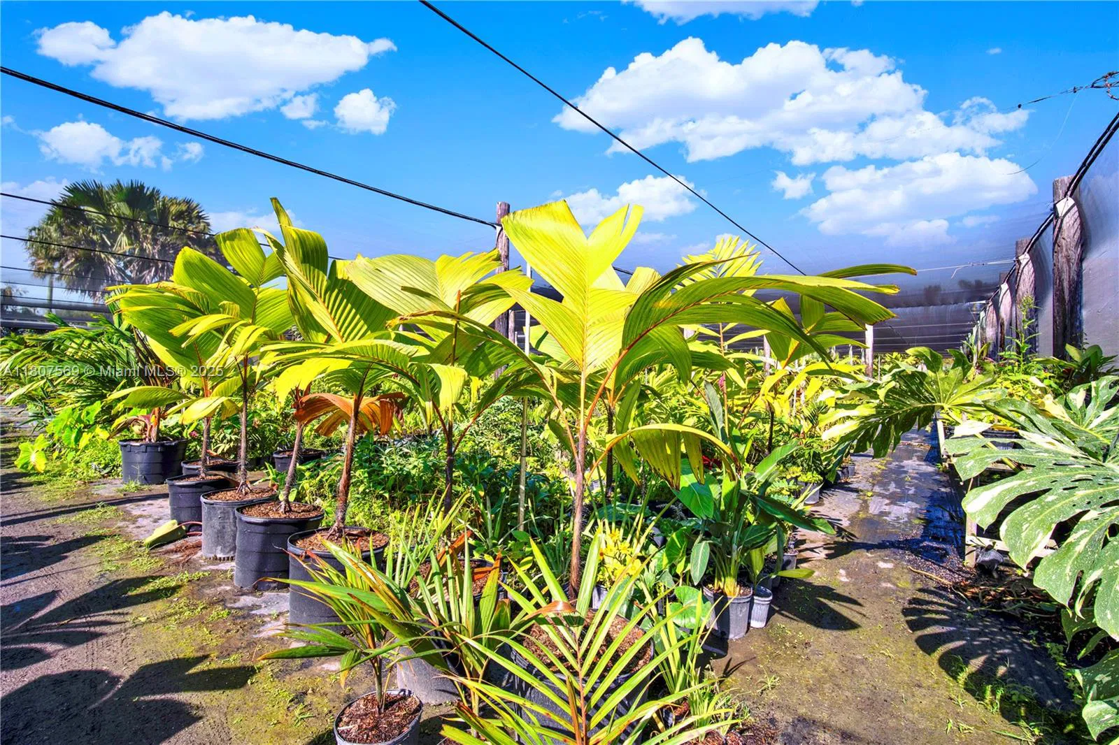Leading Nursery with Diverse Exotic Plant Inventory