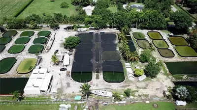 Established Aquaculture Business with Significant Real Estate