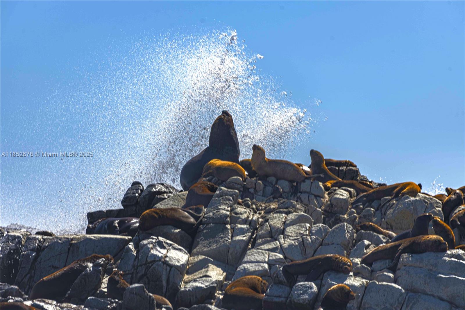 Premier Oceanfront Boutique Hotel with Turnkey Operations