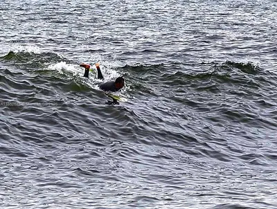 Premier Oceanfront Boutique Hotel with Turnkey Operations