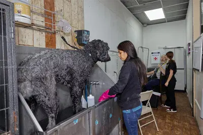 Award Winning Pet Services Business with Loyal Clientele