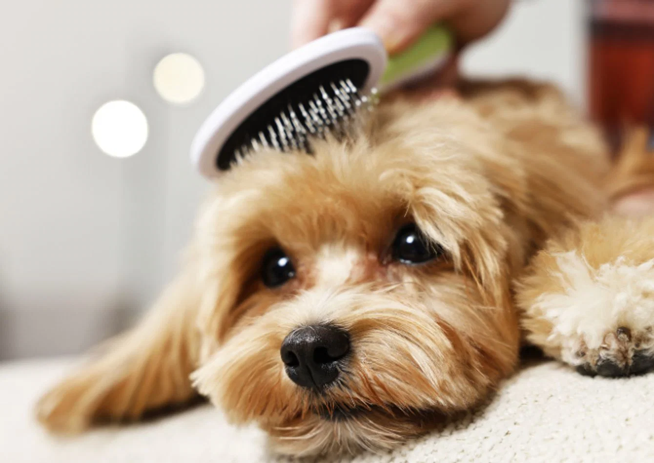 Complete Dog Grooming Salon Equipment Package