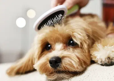 Complete Dog Grooming Salon Equipment Package