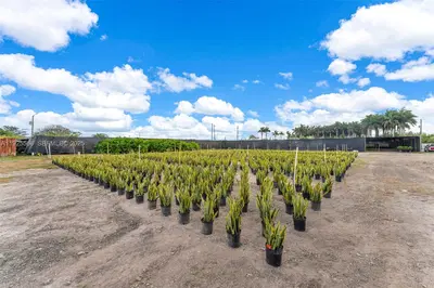 Thriving Agricultural Nursery with Permitted Improvements