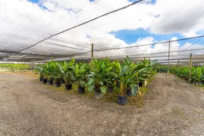 Thriving Agricultural Nursery with Permitted Improvements