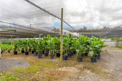 Thriving Agricultural Nursery with Permitted Improvements