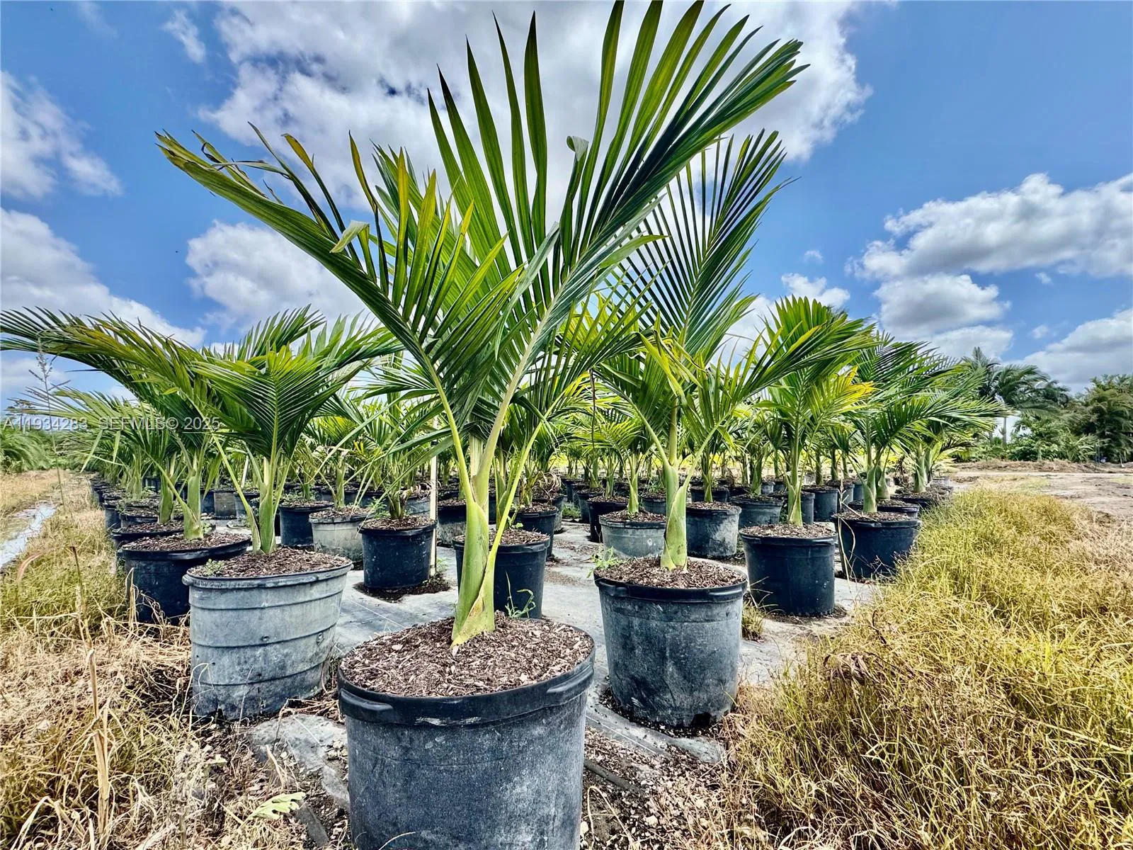 Profitable Tree Farm with Significant Inventory and Land