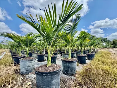 Profitable Tree Farm with Significant Inventory and Land