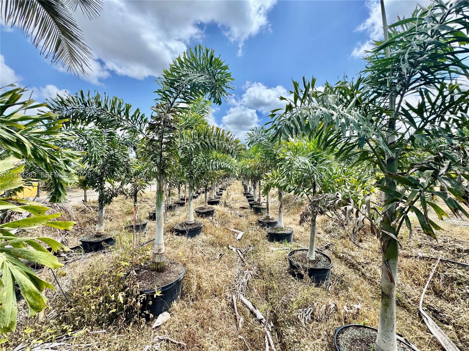 Profitable Tree Farm with Significant Inventory and Land