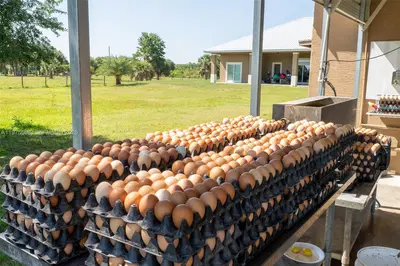 Vertically Integrated Grass Fed Production Business with Real Estate