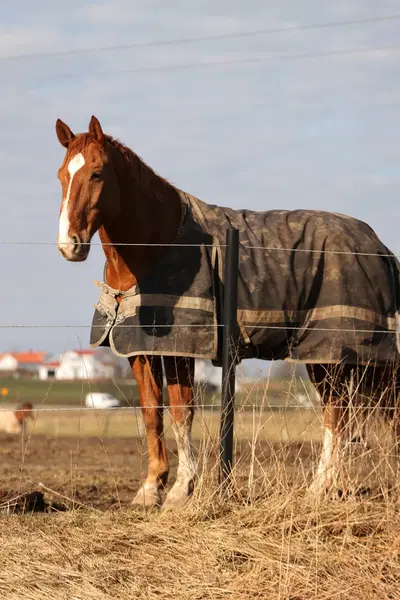 Established Equine Blanket Cleaning with Streamlined Operations