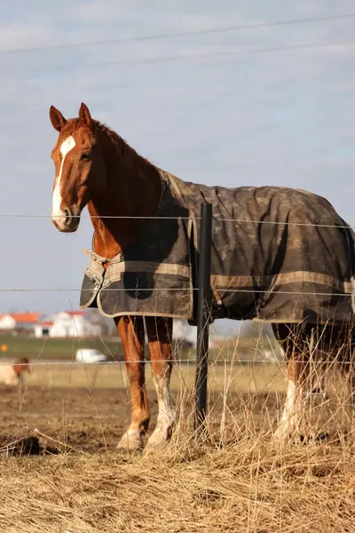 Established Equine Blanket Cleaning with Streamlined Operations
