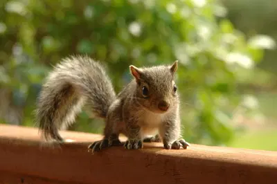 Established Pest Control Business with Diversified Revenue Streams