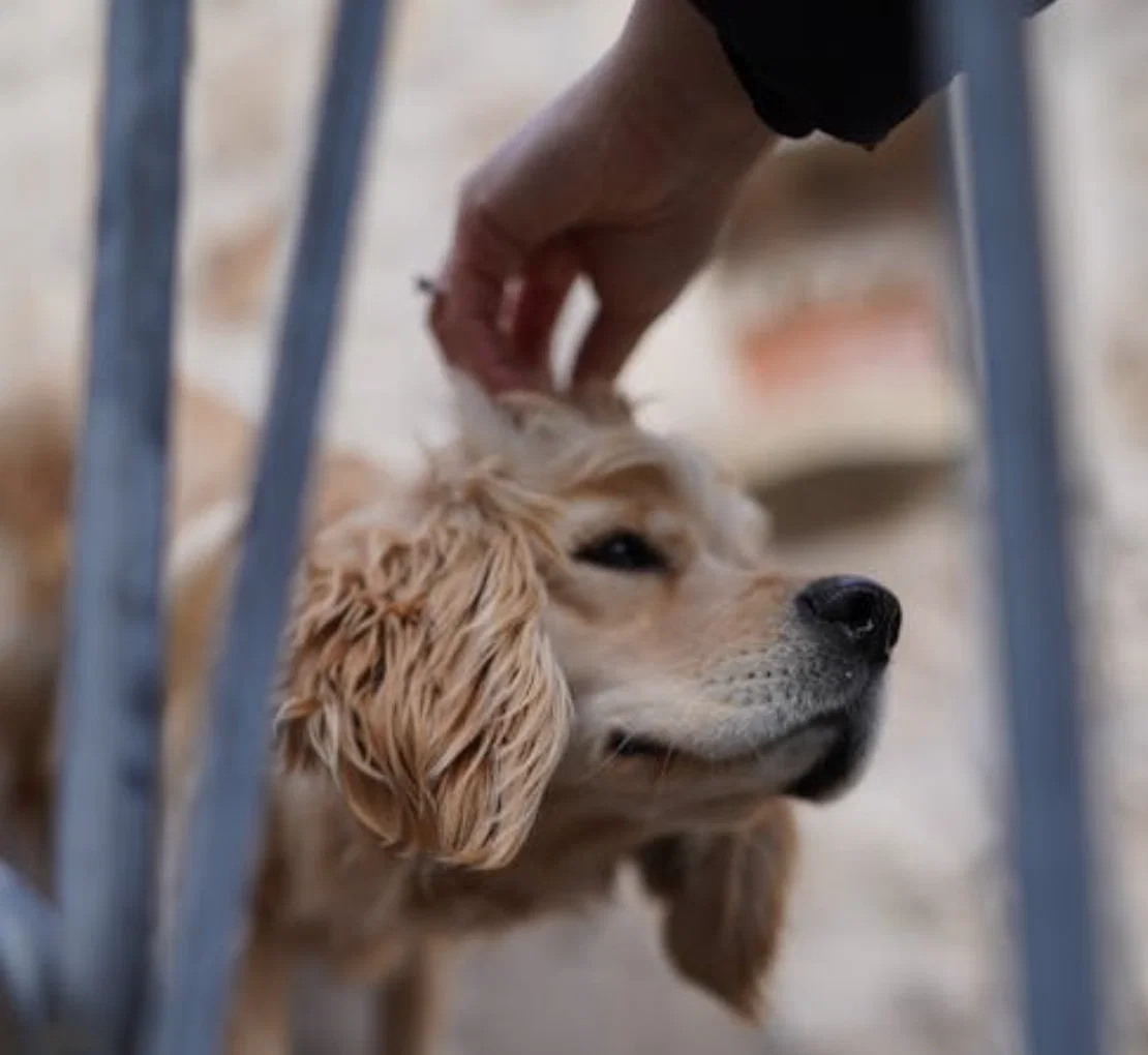 Established Pet Care Business with Premium Services