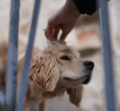 Established Pet Care Business with Premium Services