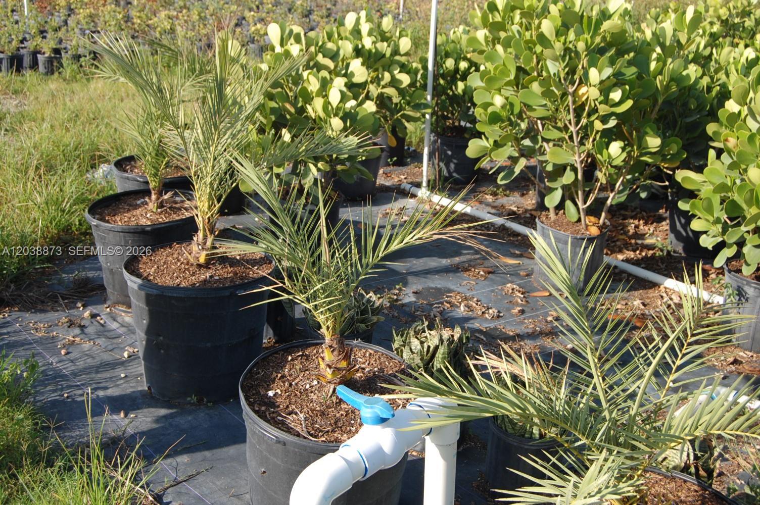 Complete Nursery and Garden Center Assets with Extensive Plant Inventory