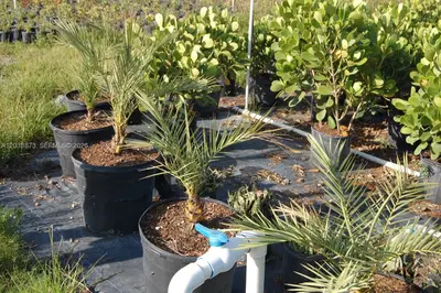 Complete Nursery and Garden Center Assets with Extensive Plant Inventory