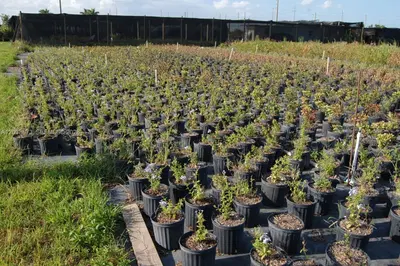 Complete Nursery and Garden Center Assets with Extensive Plant Inventory