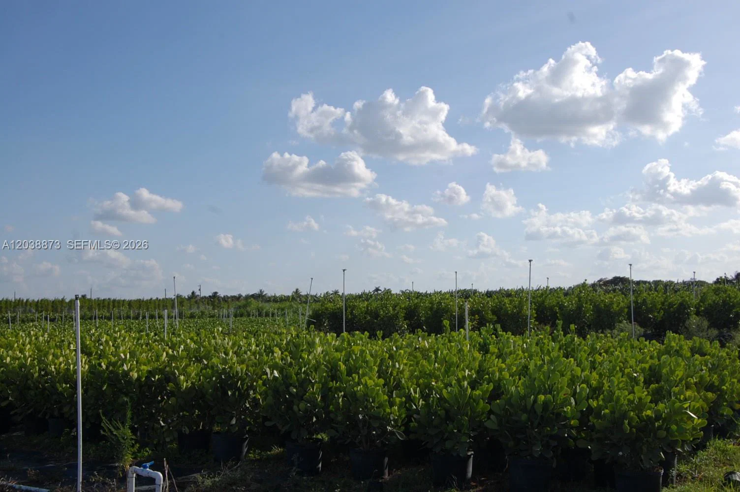 Complete Nursery and Garden Center Assets with Extensive Plant Inventory