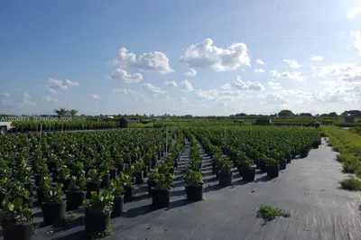 Complete Nursery and Garden Center Assets with Extensive Plant Inventory