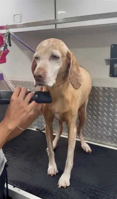 Thriving Mobile Pet Grooming Business with Loyal Recurring Clientele