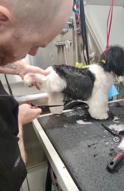 Thriving Mobile Pet Grooming Business with Loyal Recurring Clientele