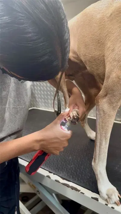 Thriving Mobile Pet Grooming Business with Loyal Recurring Clientele