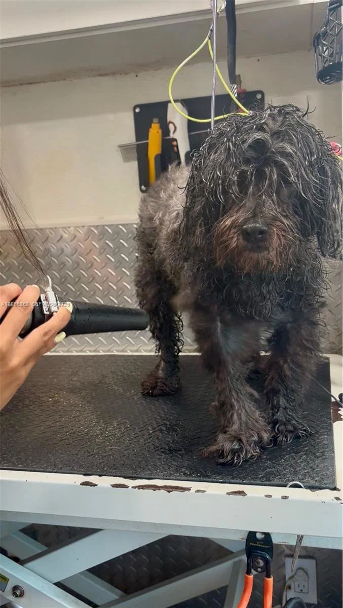 Thriving Mobile Pet Grooming Business with Loyal Recurring Clientele
