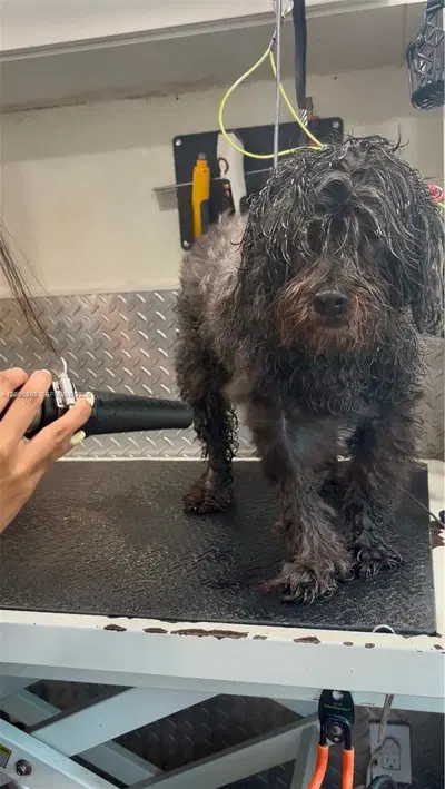 Thriving Mobile Pet Grooming Business with Loyal Recurring Clientele