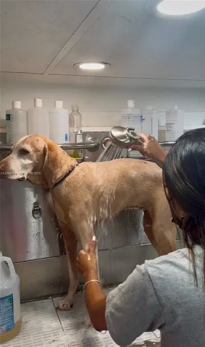 Thriving Mobile Pet Grooming Business with Loyal Recurring Clientele