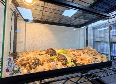 Complete Pet Shop Assets with Existing Inventory and Animals