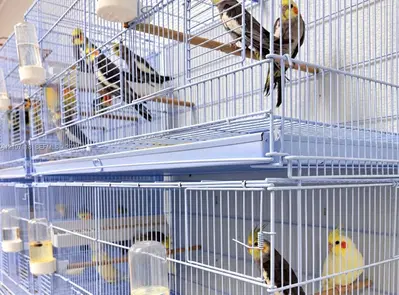 Complete Pet Shop Assets with Existing Inventory and Animals