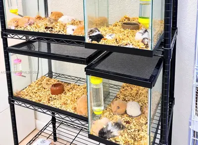 Complete Pet Shop Assets with Existing Inventory and Animals