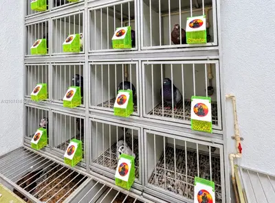 Complete Pet Shop Assets with Existing Inventory and Animals
